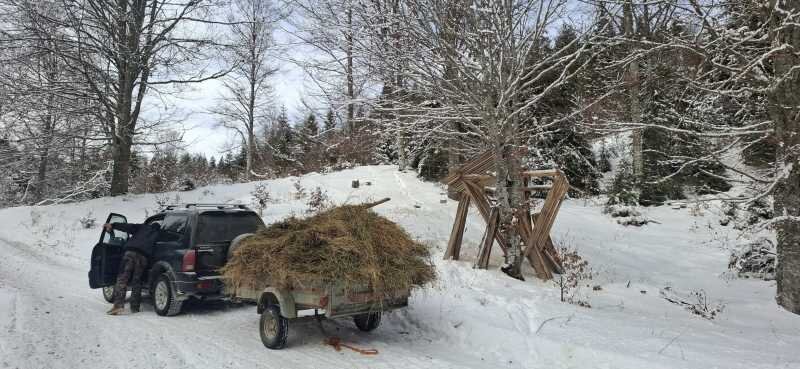 buzau peste 60 de tone de hrana asigurata animalelor salbatice in padurile administrate de directia silvica pe timp de iarna 697c552729dfb