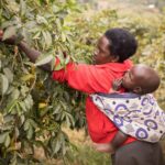 cloth wraps treated with dirt cheap insecticide cut malaria cases in babies 696a107ca4c11