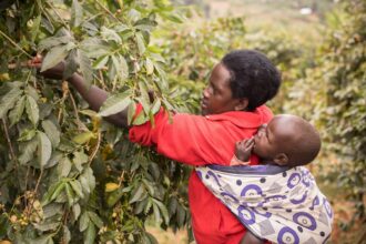 cloth wraps treated with dirt cheap insecticide cut malaria cases in babies 696a107ca4c11