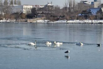constanta pompierii intervin pentru salvarea unor lebede blocate intre sloiurile de gheata de pe lacul tabacariei 6966200fd90fa