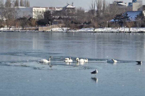 constanta pompierii intervin pentru salvarea unor lebede blocate intre sloiurile de gheata de pe lacul tabacariei 6966200fd90fa