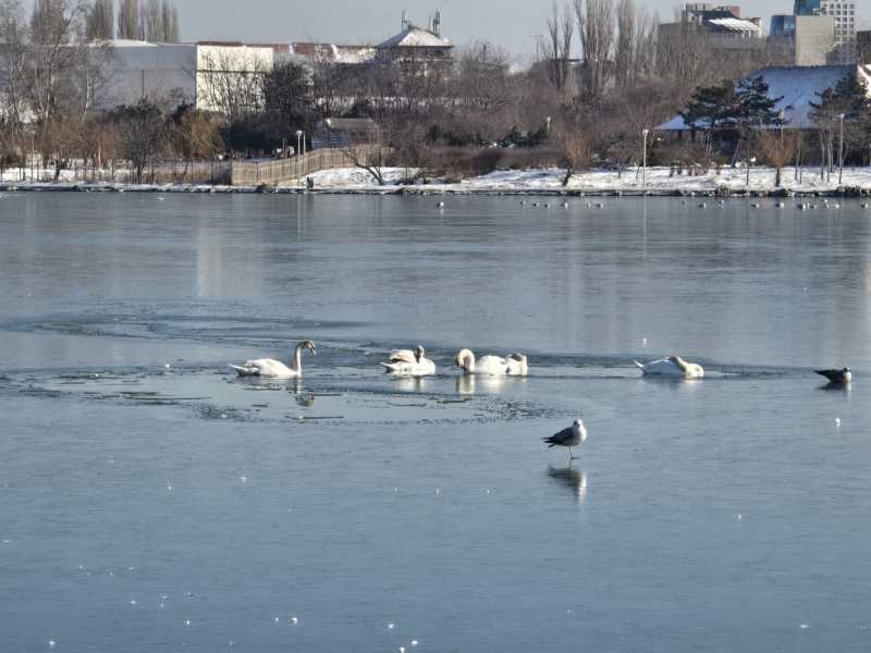 constanta pompierii intervin pentru salvarea unor lebede blocate intre sloiurile de gheata de pe lacul tabacariei 6966200fd90fa
