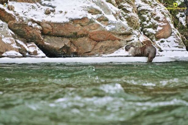 gorj estimarea speciilor de fauna din parcul national defileul jiului facuta cu ajutorul urmelor din zapada 6970b15a2bb55