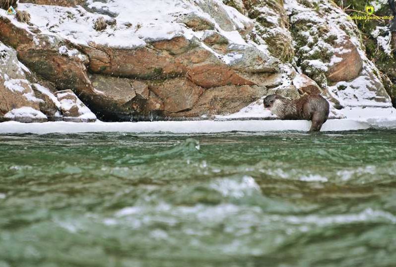 gorj estimarea speciilor de fauna din parcul national defileul jiului facuta cu ajutorul urmelor din zapada 6970b15a2bb55