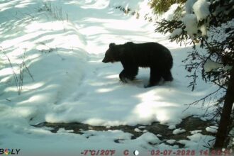 harghita animalele din parcul national cheile bicazului hasmas se adapteaza natural iernii ursii s au retras la iernat 69720658b1b58