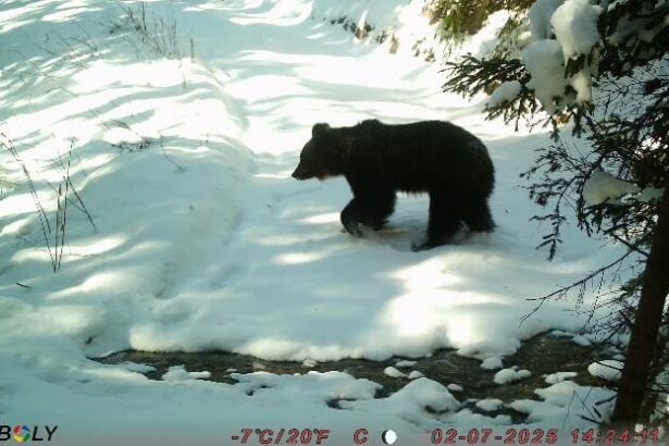harghita animalele din parcul national cheile bicazului hasmas se adapteaza natural iernii ursii s au retras la iernat 69720658b1b58
