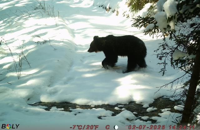 harghita animalele din parcul national cheile bicazului hasmas se adapteaza natural iernii ursii s au retras la iernat 69720658b1b58