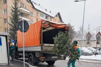 harghita brazii de craciun reciclati in mai multe orase din judet activitatea a inceput dupa sarbatori 69678728cc63e