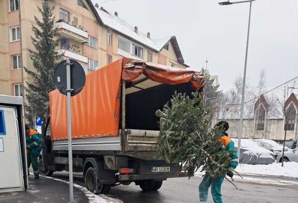 harghita brazii de craciun reciclati in mai multe orase din judet activitatea a inceput dupa sarbatori 69678728cc63e