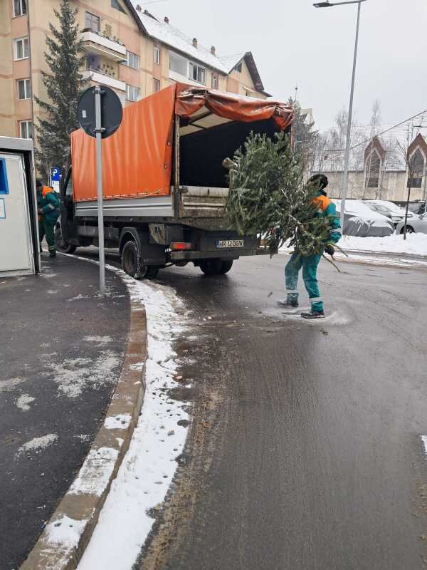 harghita brazii de craciun reciclati in mai multe orase din judet activitatea a inceput dupa sarbatori 69678728cc63e