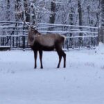 mures un cerb carpatin de la gradina zoologica gasit mort dupa ce a inghitit manusa unui vizitator 696a6a7b1eb5c