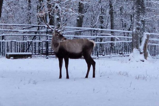 mures un cerb carpatin de la gradina zoologica gasit mort dupa ce a inghitit manusa unui vizitator 696a6a7b1eb5c