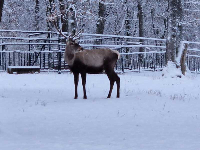 mures un cerb carpatin de la gradina zoologica gasit mort dupa ce a inghitit manusa unui vizitator 696a6a7b1eb5c