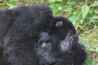 rare twins born in drc raise cautious hope for endangered mountain gorillas 696b8af09225b
