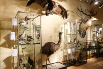 record de vizitatori in 2025 la muzeul vrancei atractia principala muzeul de stiinte ale naturii 695fd94cb77d0