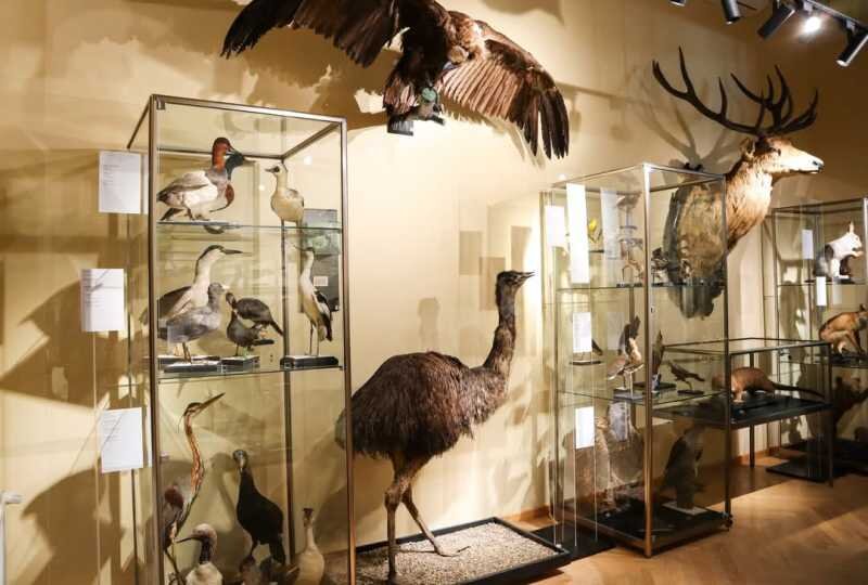 record de vizitatori in 2025 la muzeul vrancei atractia principala muzeul de stiinte ale naturii 695fd94cb77d0