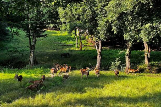 reportaj timis cerbul lopatar printul padurilor si muflonul regele muntilor dau noblete complexului de vanatoare de la charlottenburg galerie foto 69773c4846298