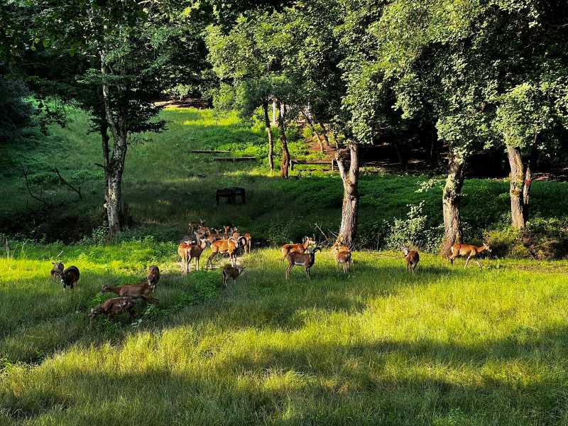 reportaj timis cerbul lopatar printul padurilor si muflonul regele muntilor dau noblete complexului de vanatoare de la charlottenburg galerie foto 69773c4846298