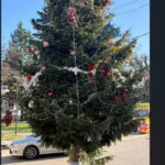 situatie scandaloasa in valcea bradul de craciun din centrul unui oras a fost taiat din cimitir de la mormantul unui localnic 695a86f8c1df7