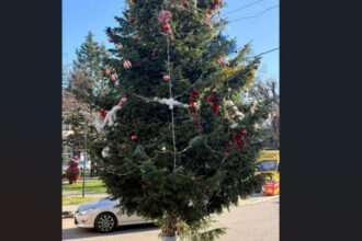 situatie scandaloasa in valcea bradul de craciun din centrul unui oras a fost taiat din cimitir de la mormantul unui localnic 695a86f8c1df7