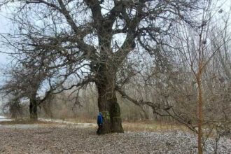 specialist apm vrancea arborii seculari dispar treptat fiecare exemplar pierdut inseamna un ecosistem disparut 696535a2e46e3