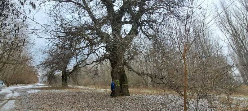 specialist apm vrancea arborii seculari dispar treptat fiecare exemplar pierdut inseamna un ecosistem disparut 696535a2e46e3