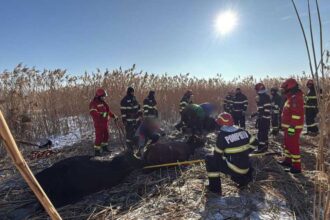 suceava 23 de vaci au cazut intr un iaz interventie complexa a pompierilor pentru salvarea acestora 696383e402c80