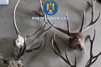 timis doi barbati retinuti pentru braconaj cinegetic si detinere ilegala de arme si munitie letale 6979136342b37