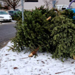 unde se arunca bradul natural de craciun dupa sarbatori ce amenzi risca persoanele care nu respecta regulile impuse de primarii 695df94bf1357