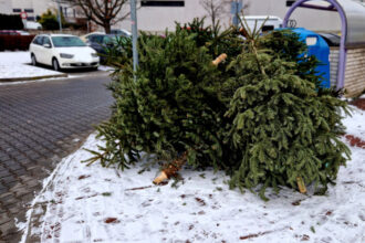 unde se arunca bradul natural de craciun dupa sarbatori ce amenzi risca persoanele care nu respecta regulile impuse de primarii 695df94bf1357