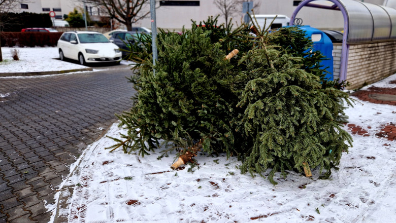 unde se arunca bradul natural de craciun dupa sarbatori ce amenzi risca persoanele care nu respecta regulile impuse de primarii 695df94bf1357