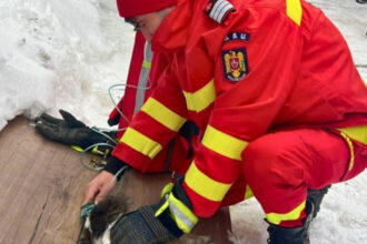 viata salvata in ultimele clipe un catel a fost scos teafar de pompieri dintr o bucatarie cuprinsa de flacari 69692a0b9cde5