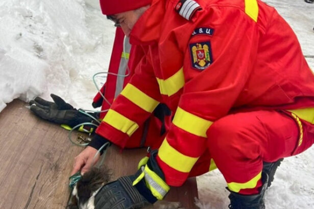 viata salvata in ultimele clipe un catel a fost scos teafar de pompieri dintr o bucatarie cuprinsa de flacari 69692a0b9cde5