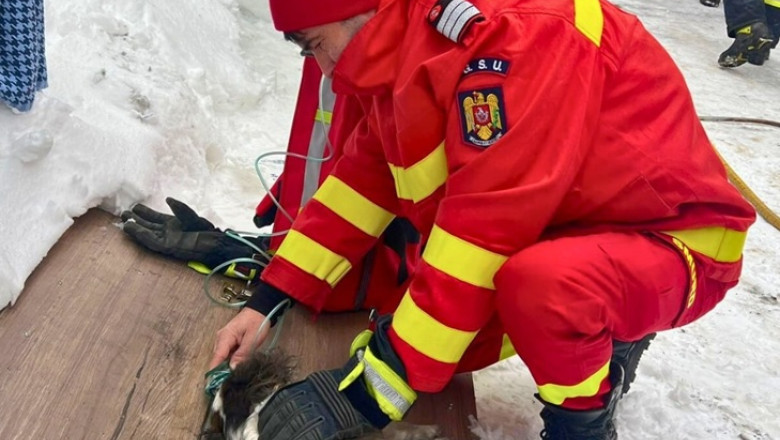 viata salvata in ultimele clipe un catel a fost scos teafar de pompieri dintr o bucatarie cuprinsa de flacari 69692a0b9cde5