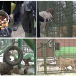 video cum sunt protejate animalele de ger gradina zoo din tara unde maimutele primesc zilnic ceai cald iar leii au incalzire in pardoseala 6973024bf0728