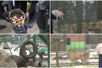 video cum sunt protejate animalele de ger gradina zoo din tara unde maimutele primesc zilnic ceai cald iar leii au incalzire in pardoseala 6973024bf0728