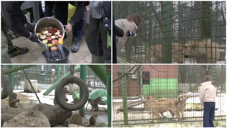 video cum sunt protejate animalele de ger gradina zoo din tara unde maimutele primesc zilnic ceai cald iar leii au incalzire in pardoseala 6973024bf0728