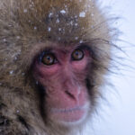 video gerul greu de suportat si de animalele de la zoo cum sunt protejate de frigul extrem cele mai sensibile sunt maimutele 6963302c46eb2