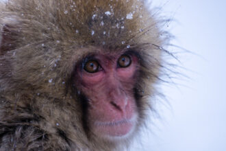 video gerul greu de suportat si de animalele de la zoo cum sunt protejate de frigul extrem cele mai sensibile sunt maimutele 6963302c46eb2