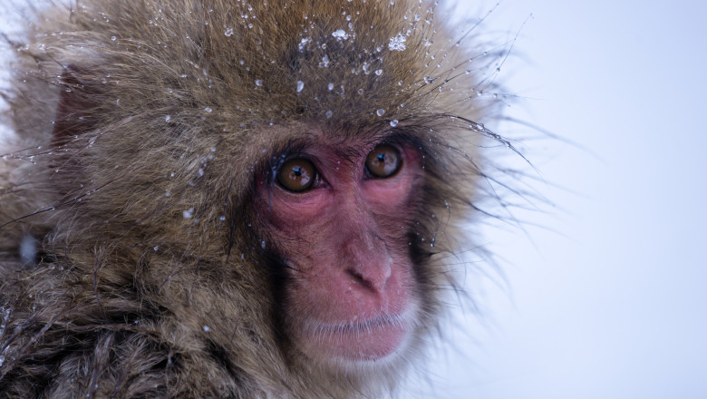 video gerul greu de suportat si de animalele de la zoo cum sunt protejate de frigul extrem cele mai sensibile sunt maimutele 6963302c46eb2