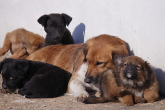 video taxa pentru cainii fara stapan intr o comuna din ilfov localnicii refuza sa plateasca am salariul minim cum supravietuim 695e7f0441585