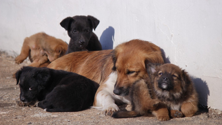 video taxa pentru cainii fara stapan intr o comuna din ilfov localnicii refuza sa plateasca am salariul minim cum supravietuim 695e7f0441585