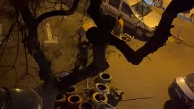 video un barbat e anchetat dupa ce a distrus mai multe casute pentru pisici in sectorul 3 imaginile au devenit virale pe internet 6971d9e28134a