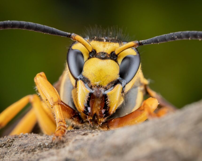 how polling about insects can help us understand the us midterms 69960ece84332