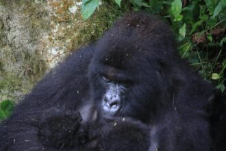 extraordinary event for mountain gorillas as new twins born in drc 69c35337ad0bb