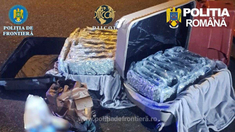 foto aproape 31 de kilograme de canabis descoperite la nadlac un italian a fost arestat preventiv 69c14c8fefc32