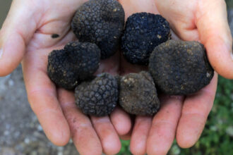 garda de mediu a dat amenzi de aproape 18 milioane de lei dupa controale in toata tara la comerciantii de trufe si fructe de padure 69bd6f91d5671