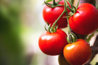 cu cat se vand rosiile romanesti la poarta solariilor producator anul acesta au fost cele mai mari costuri din ultimii ani 69d0f6bde2d11