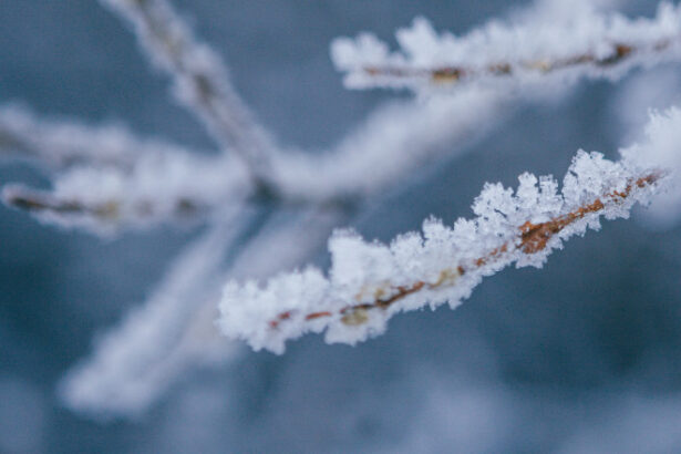 val de frig in maramures temperaturi de 13 grade la munte si pagube in livezi din cauza inghetului 69d8ab1e59889