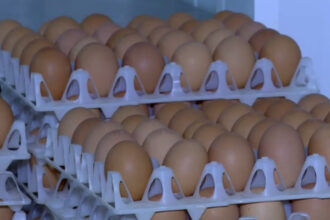 video alerta sanitara in prag de sarbatori 15 milioane de oua care ar fi contaminate cu salmonella retrase de la vanzare 69da1afa6a350